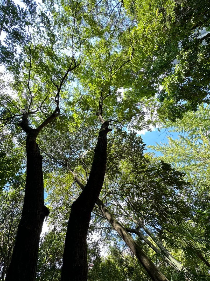 “想成为一棵树 生长出纹路拥抱你的荒芜” ​​​