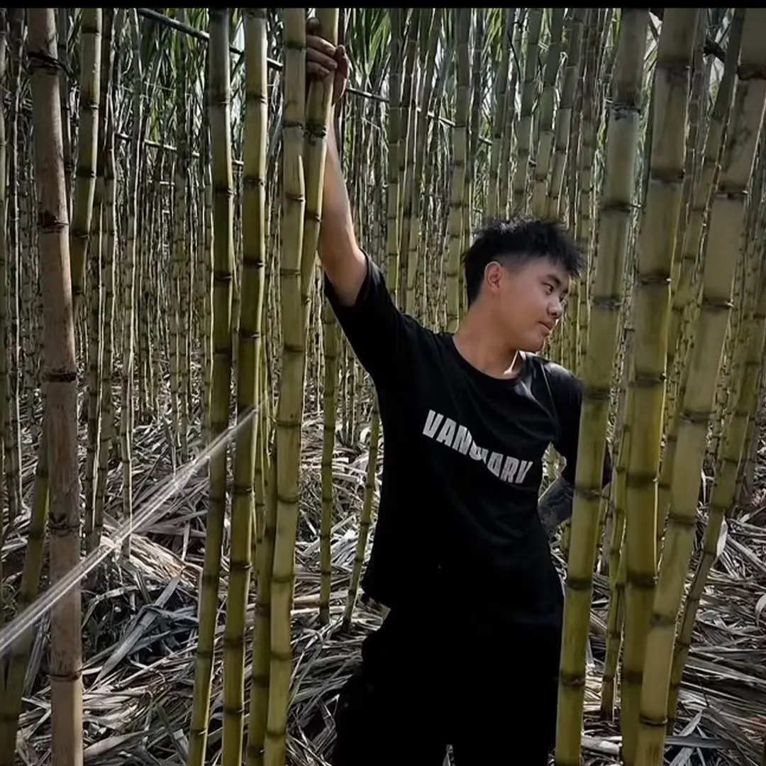 竹子的力量