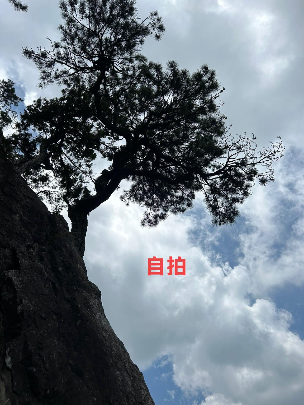 打卡龙泉山，最让人震撼的莫过于绝壁奇松的景致。