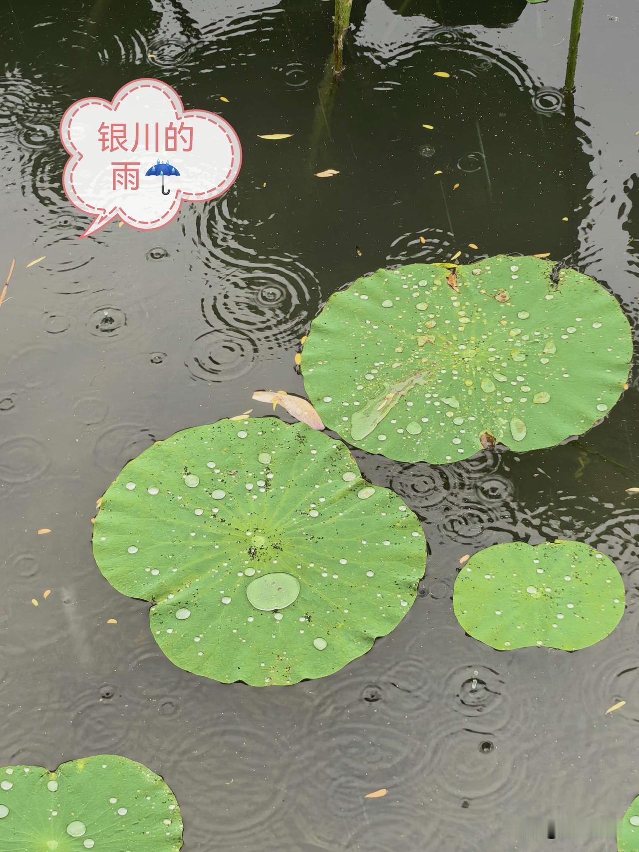 我喜欢下雨，但不喜欢缠缠绵绵，停不下来的雨。相比之下，夏日里的雷雨像孩子变脸，耍