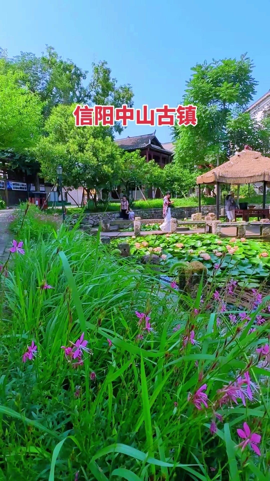 🌿信阳中山古镇的夏天藏不住啦！原本以为要等一段时间的荷花，没想到已经悄悄开爆了