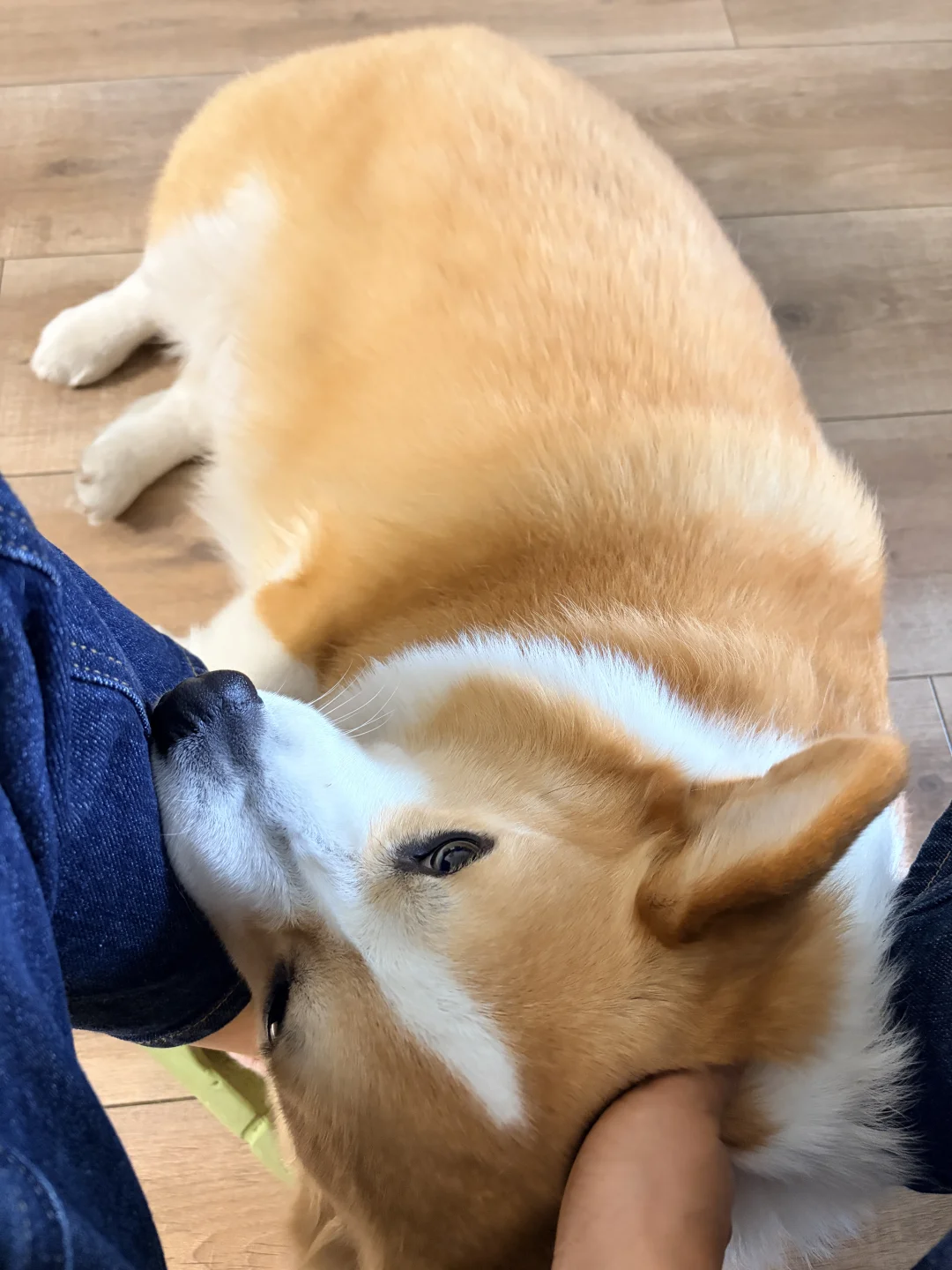 母慈子孝的时候它放屁