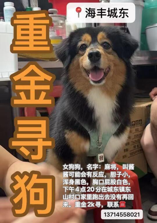 海丰城东东山村丢失狗狗，急寻！大家帮忙转发