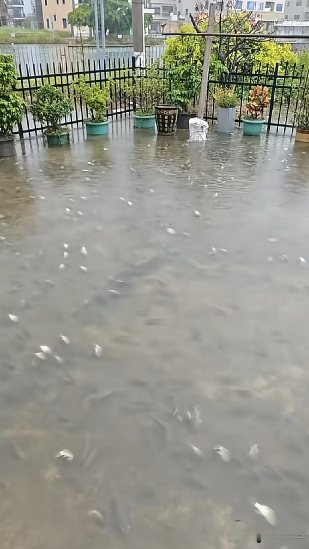 昨晚家里下暴雨，院子都进水了，真烦恼……