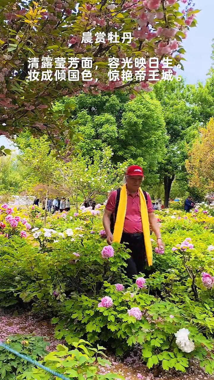 晨赏牡丹。
清露莹芳面，容光映日生。妆成倾国色，惊艳帝王城。