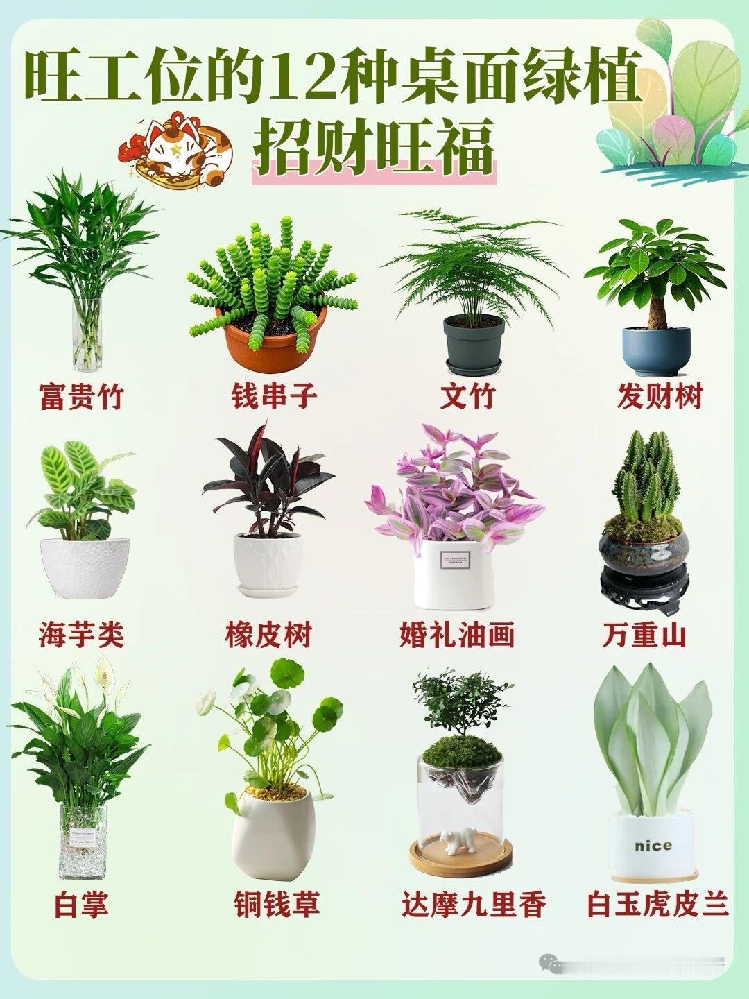 绿植盆栽 爱花爱生活 家居生活 办公室绿植摆放盆栽绿植客厅 办公室日常绿植 阳台