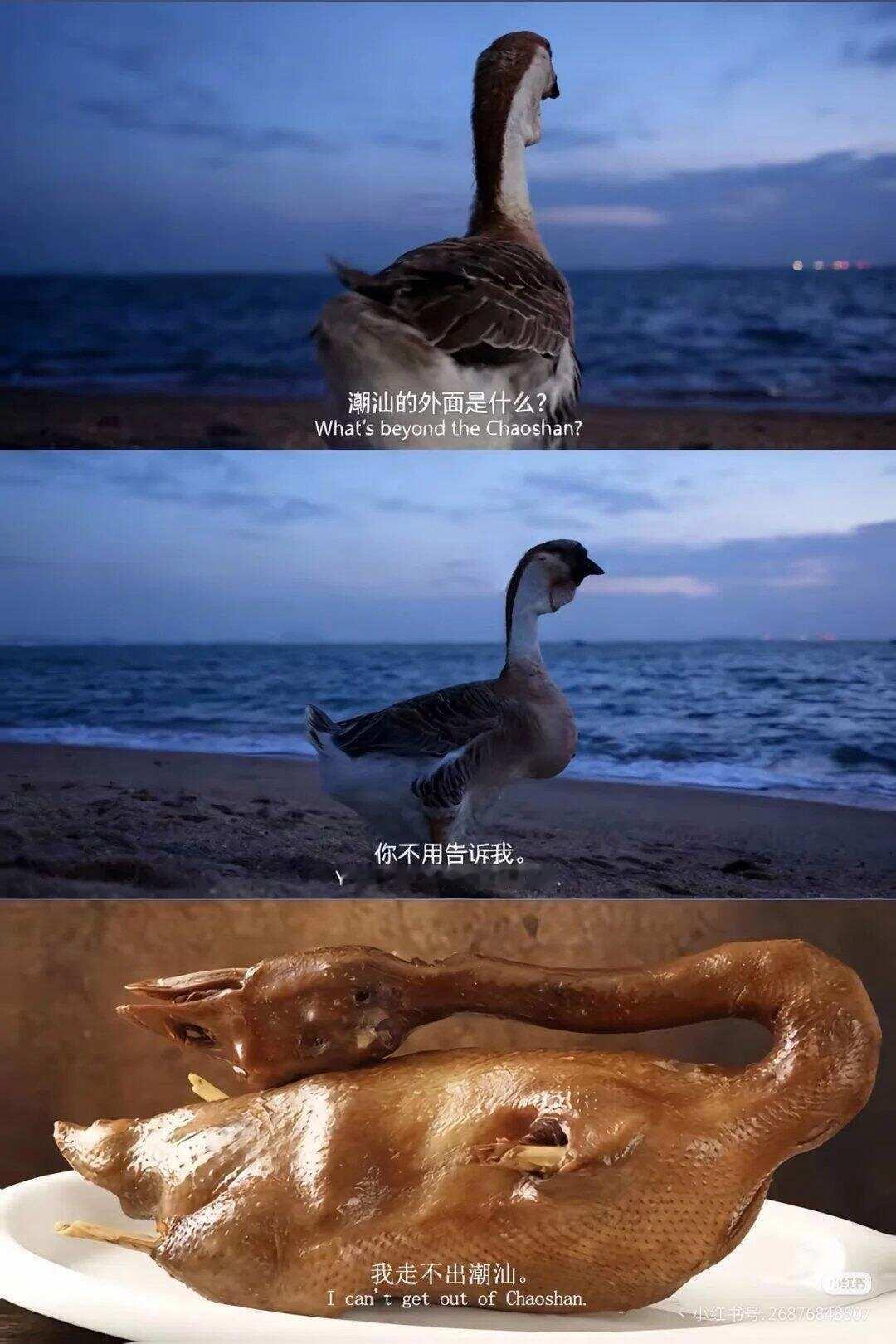 在上班笑到打鸣的哈哈哈 