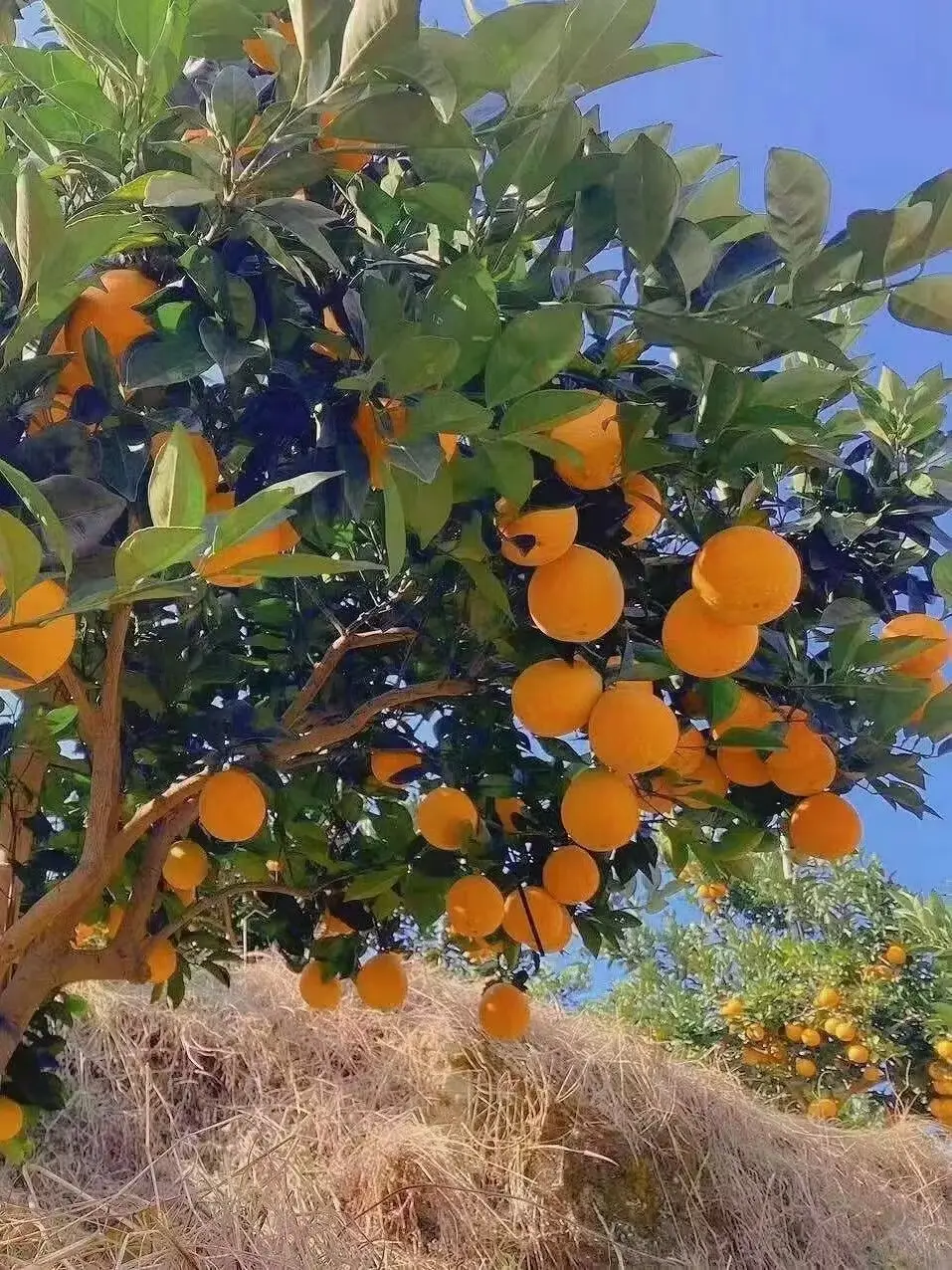 🍊。外婆和妈妈种的橙子 今年没打药 有的会有点绿 但是都很甜 包甜 ...