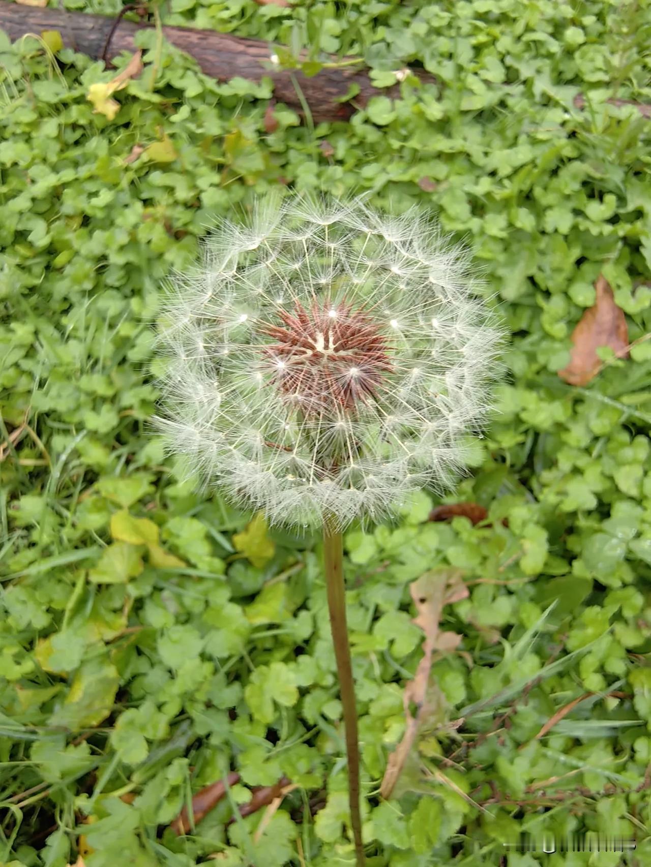 于路边随手拍下蒲公英。不禁忆起小时候的我们将它掐下，如同吹生日蛋糕蜡烛许愿那般，