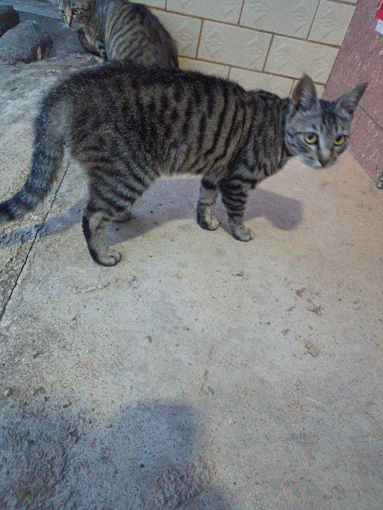 你能晒一张小动物的照片吗我家的小猫咪好可爱哦