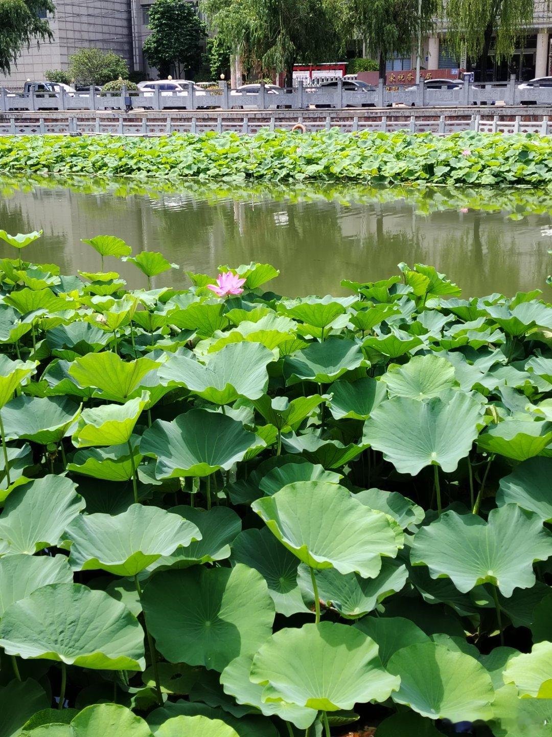 许昌的荷塘里藏着夏日浪漫 6月8日，河南许昌，夏日风光尽在许昌荷塘，繁花碧水编织