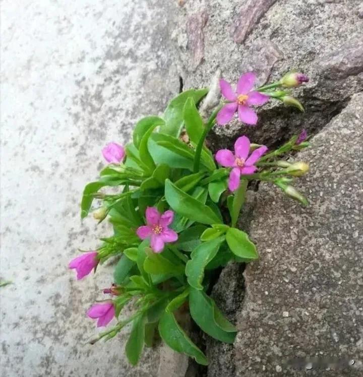 月下谁为赋诗人