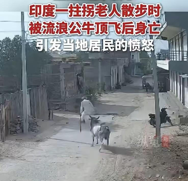 印度疯牛踢死老人，民众骂疯牛不该流浪，该骂当局不该让它流浪。印媒报导，一头流浪公