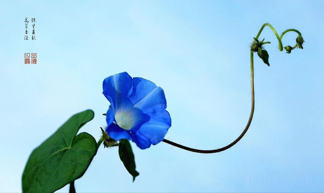 “你练太极拳总像个木偶？问题就出在这个‘胯’上！”

练了好几年太极拳，一上场还