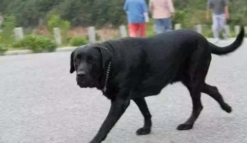 2009年，四川男子捡到一条大黑狗，体型彪壮，长相凶恶，以为是只流浪狗，带回家里