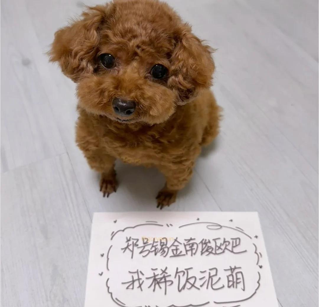 😆😆😆锡俊属安排！
最喜欢的炸鸡小狗接举牌了！必须给我欧巴们来一个。郑号锡