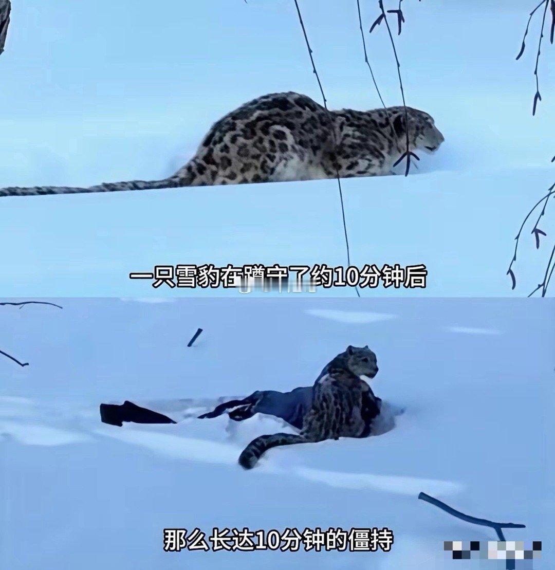 专家都已经说了，雪豹要是真想致命攻击，肯定会咬喉咙和脖子这些要害，它只咬面部就是