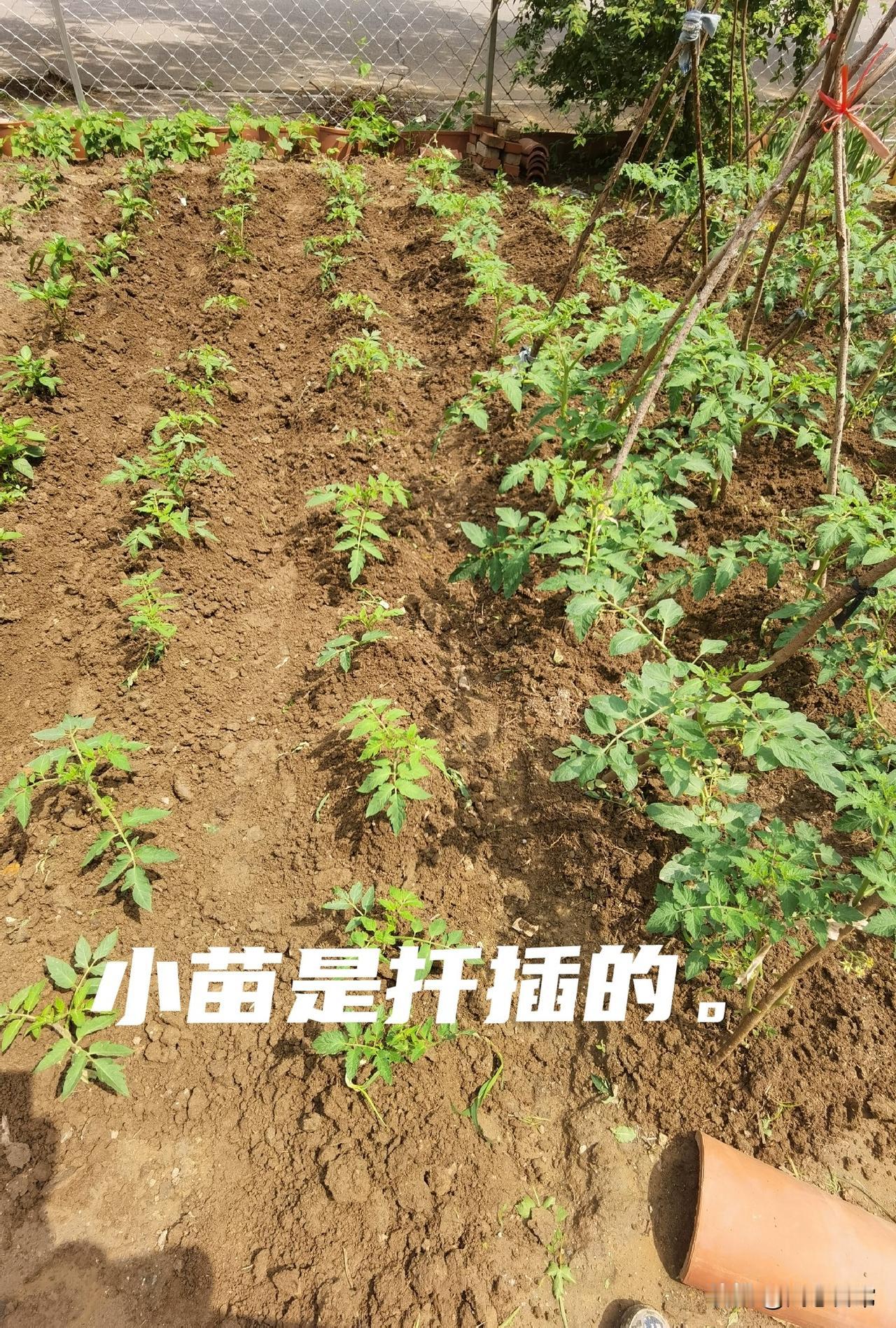 别再花钱买西红柿苗了！掐根枝条插土里，轻松种满整个院子
 
真心建议大家别再大批