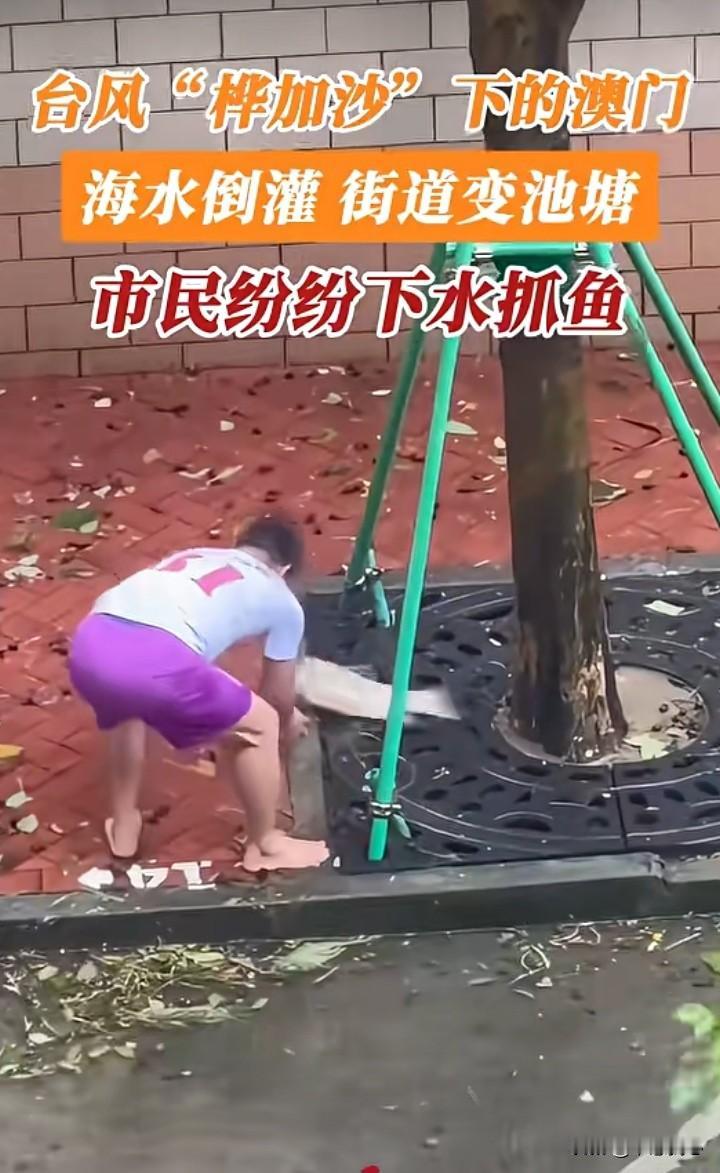台风“桦加沙”虽然很猛烈，中国人都是懂得苦中作乐的，即使风浪很大，那么鱼🐟也会