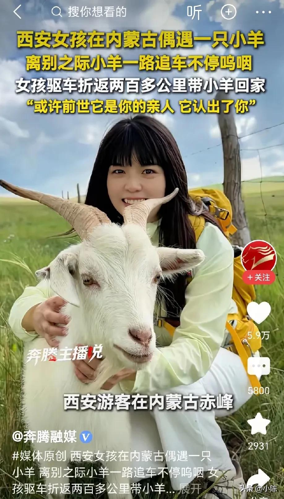 破防了！西安女孩去内蒙古赤峰游玩，在草原拍照时，一只可爱的小羊朝她飞奔而来，女孩