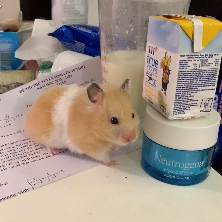 可爱鼠了 ​​​