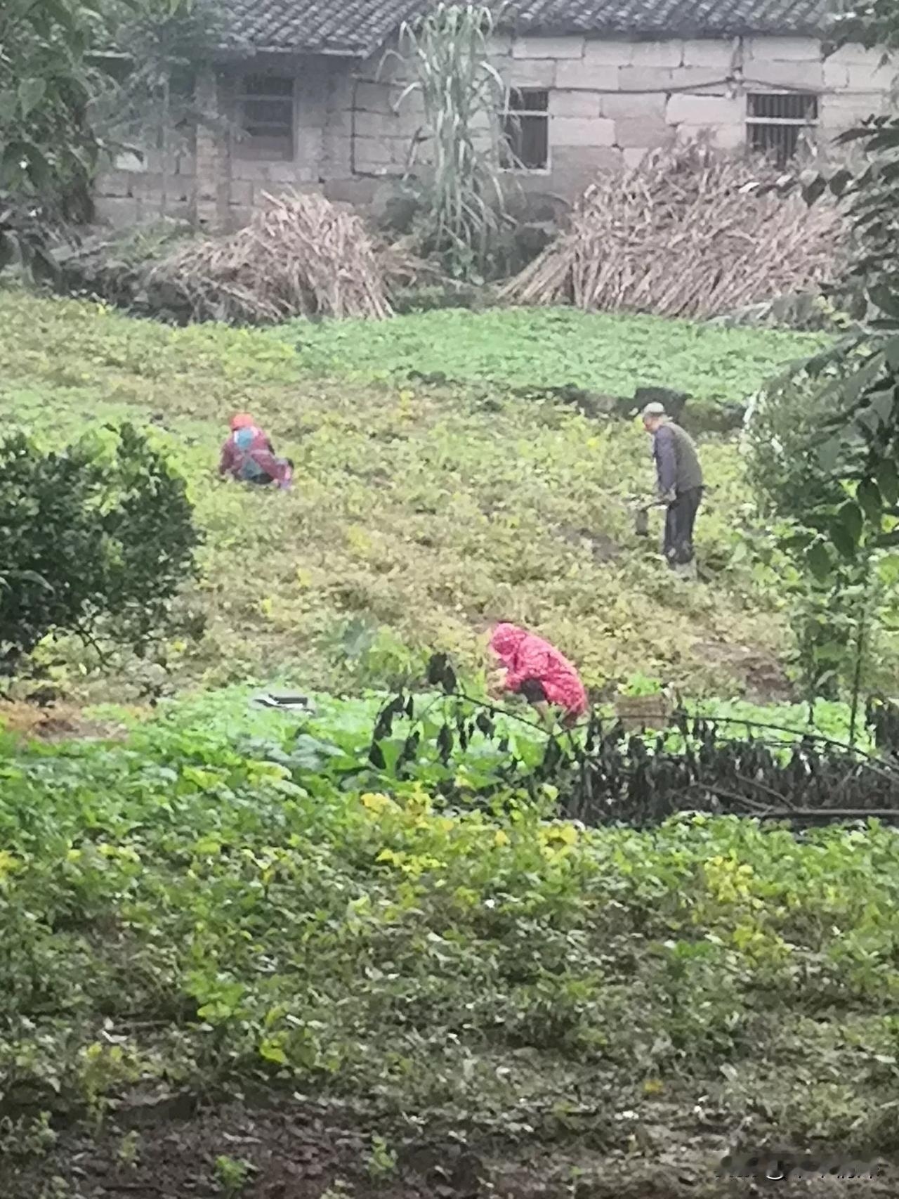 这是一张很美丽的图片，天空下着绵绵细雨，挥洒的非常厚，农村的居民，邻居还在土里面