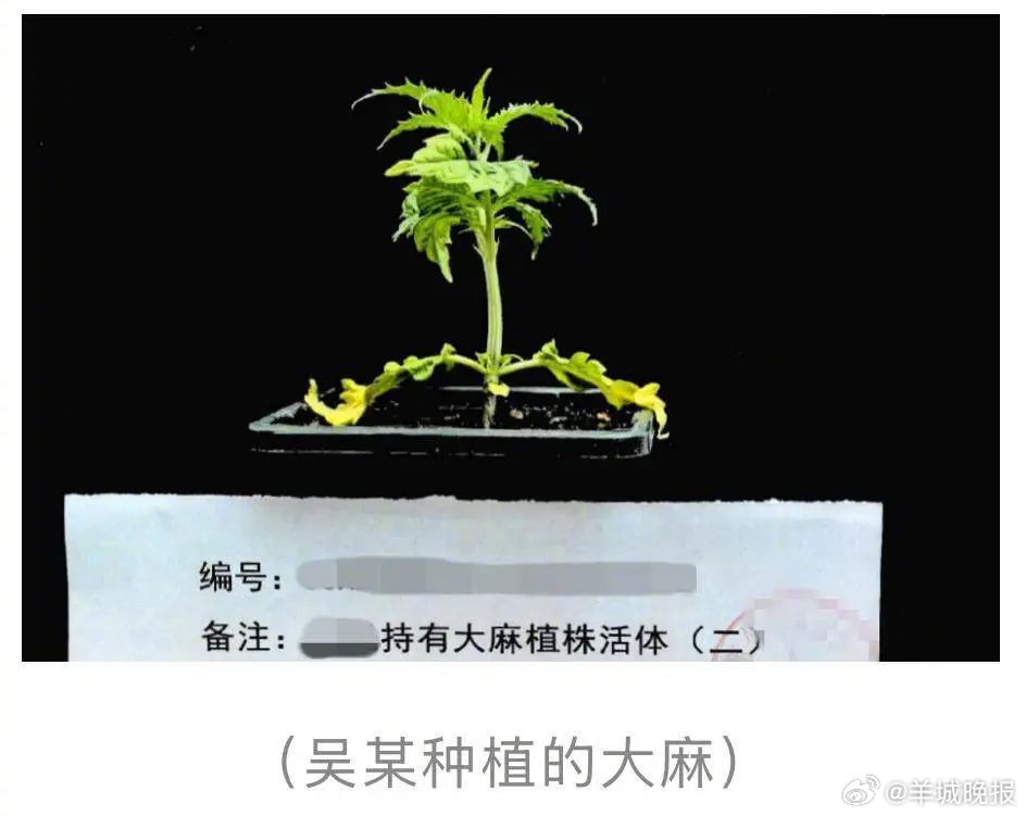 【#夫妻在自家地下室种大麻被抓#！还多次用来“款待”友人】#夫妻自家种大麻款待友