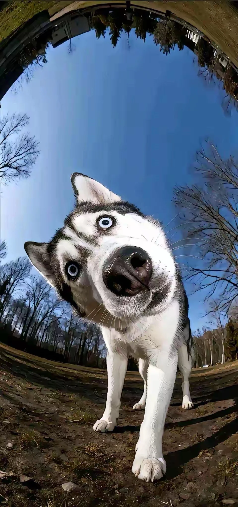 了解NPD的概念后，我真的研究过NPD到底是怎么形成的？ 心理学界有几...