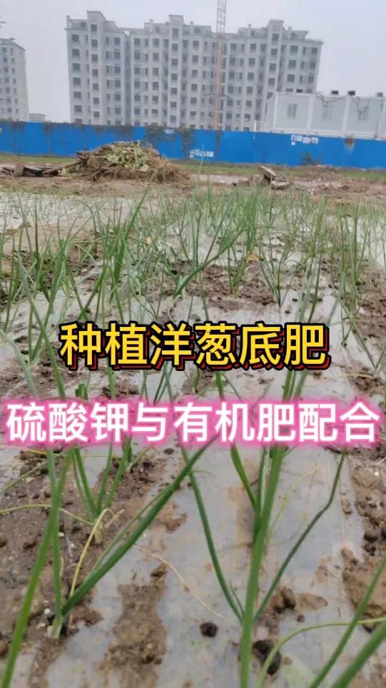 洋葱底肥能用硫酸钾吗洋葱底肥可以用硫酸钾。硫酸钾能为洋葱生长提供钾元素，钾对洋葱