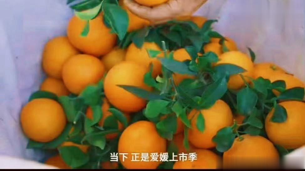 #四川种植户卖橙子一天挣五千# 这种橙子的美味真是让人回味无穷，而且营养价值也特