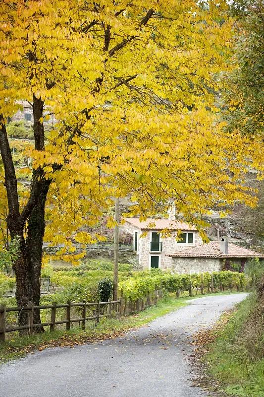乡村秋景
文/黄怀源（广东）

西风拂渐凉，叶落菊飘香。
涧底清泉涸，高空雁阵长