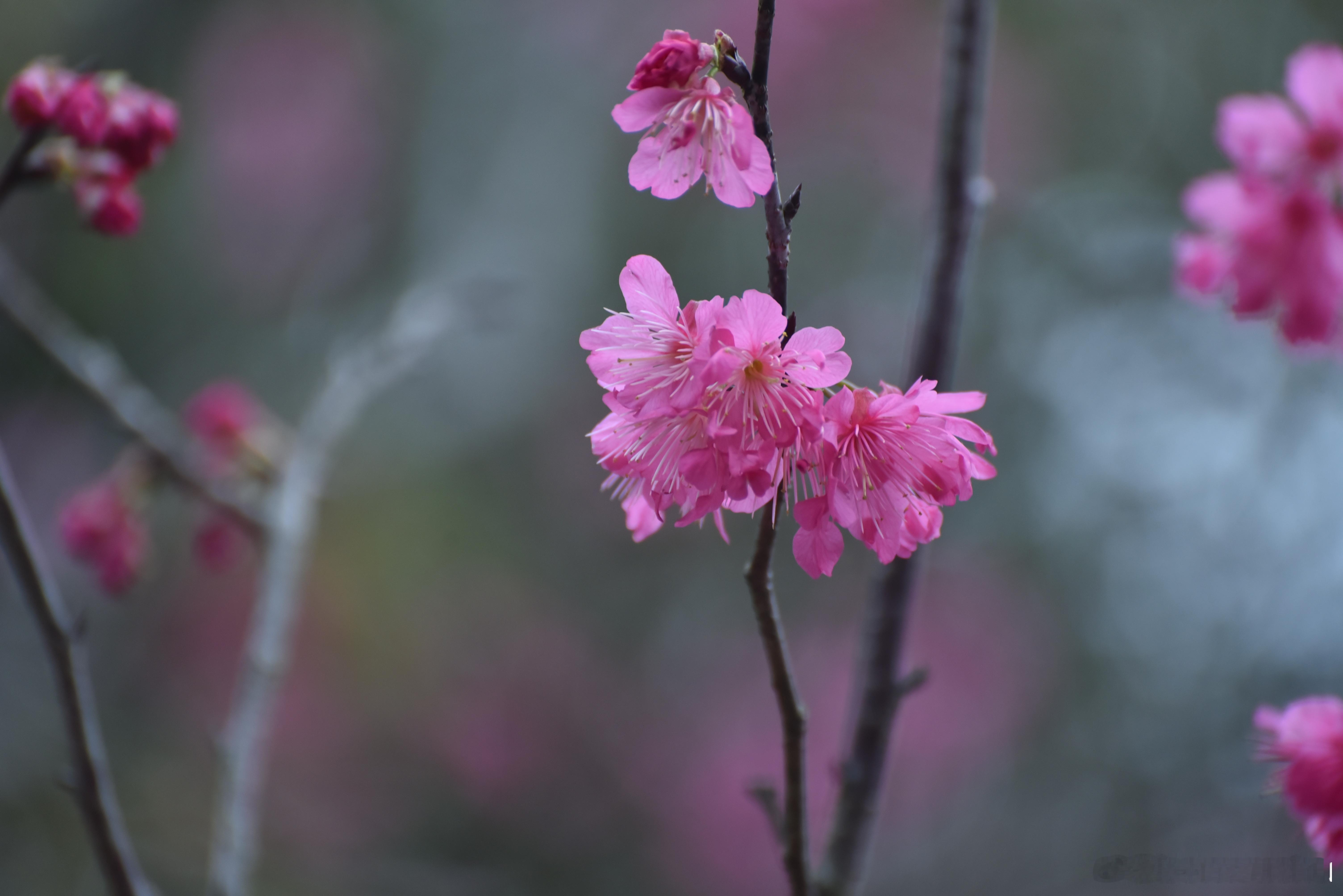 摄影[超话]  绽放的花枝 寒绯樱 钟花樱桃花 金钟湖公园 