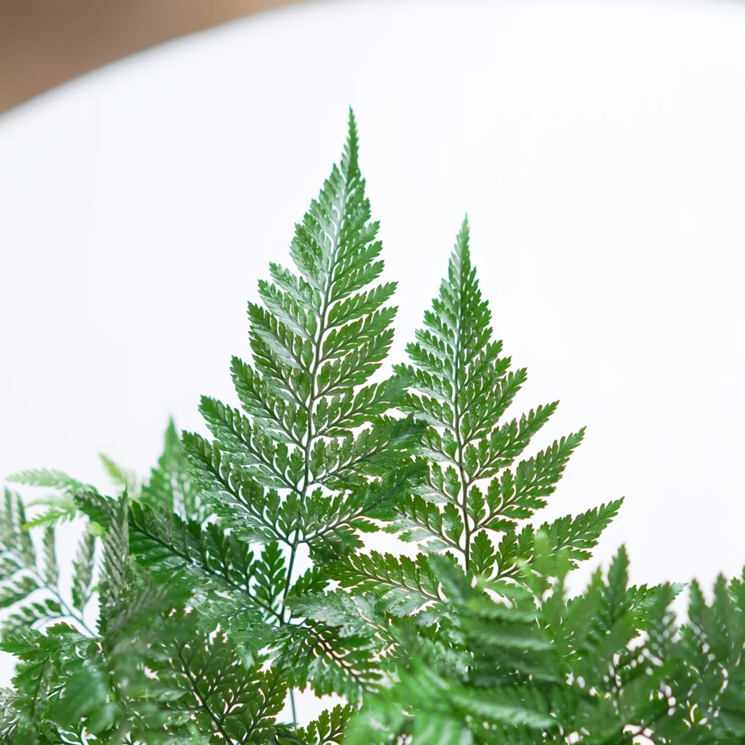 🌿狼尾蕨苔藓盆栽，室内禅意新宠💫
