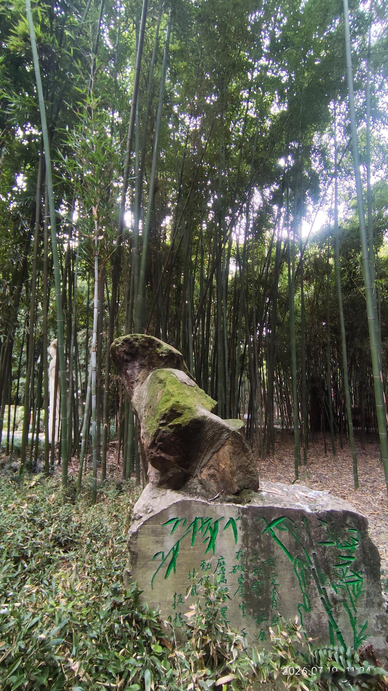 公园美丽景随拍翠竹成林秀石美