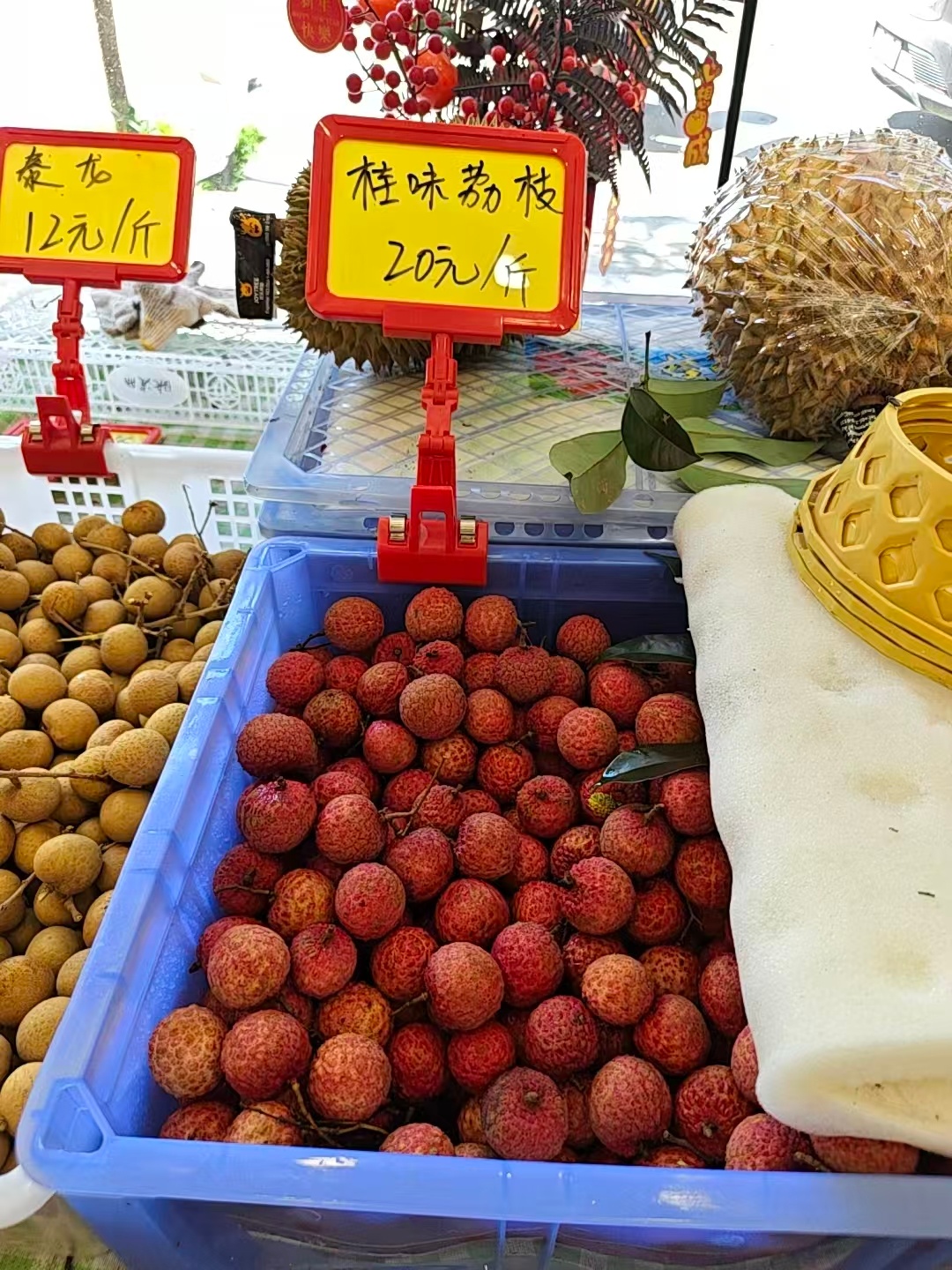 三句话都讲不明白的事情，你讲30分钟，也还是讲不明白的！家里的桂味，涨到20块钱