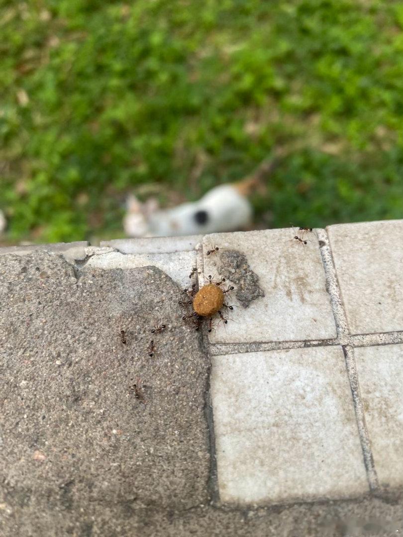 齐心协力偷猫粮