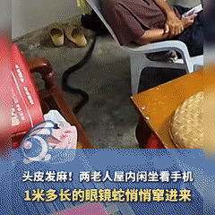 广东茂名两老人在屋内玩手机，忽然间第六感身后有异样，本以为是老鼠，余光发现竟是条