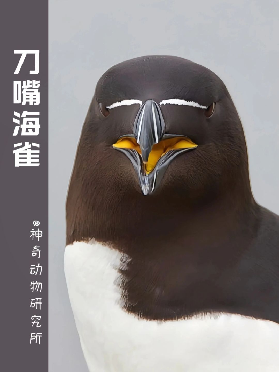 每天了解一种趣味动物👀刀嘴海雀