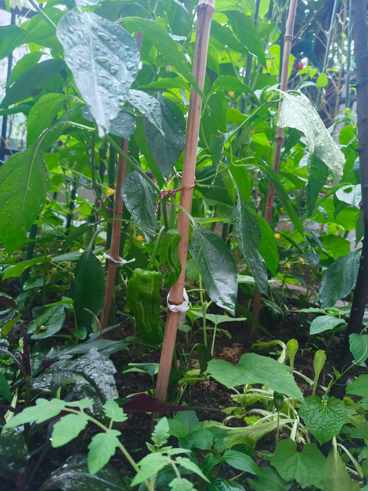 上周在婆婆家拍的老太太还是很勤快的，在一楼院子里种了点菜，也养了一点花🌸🌸?