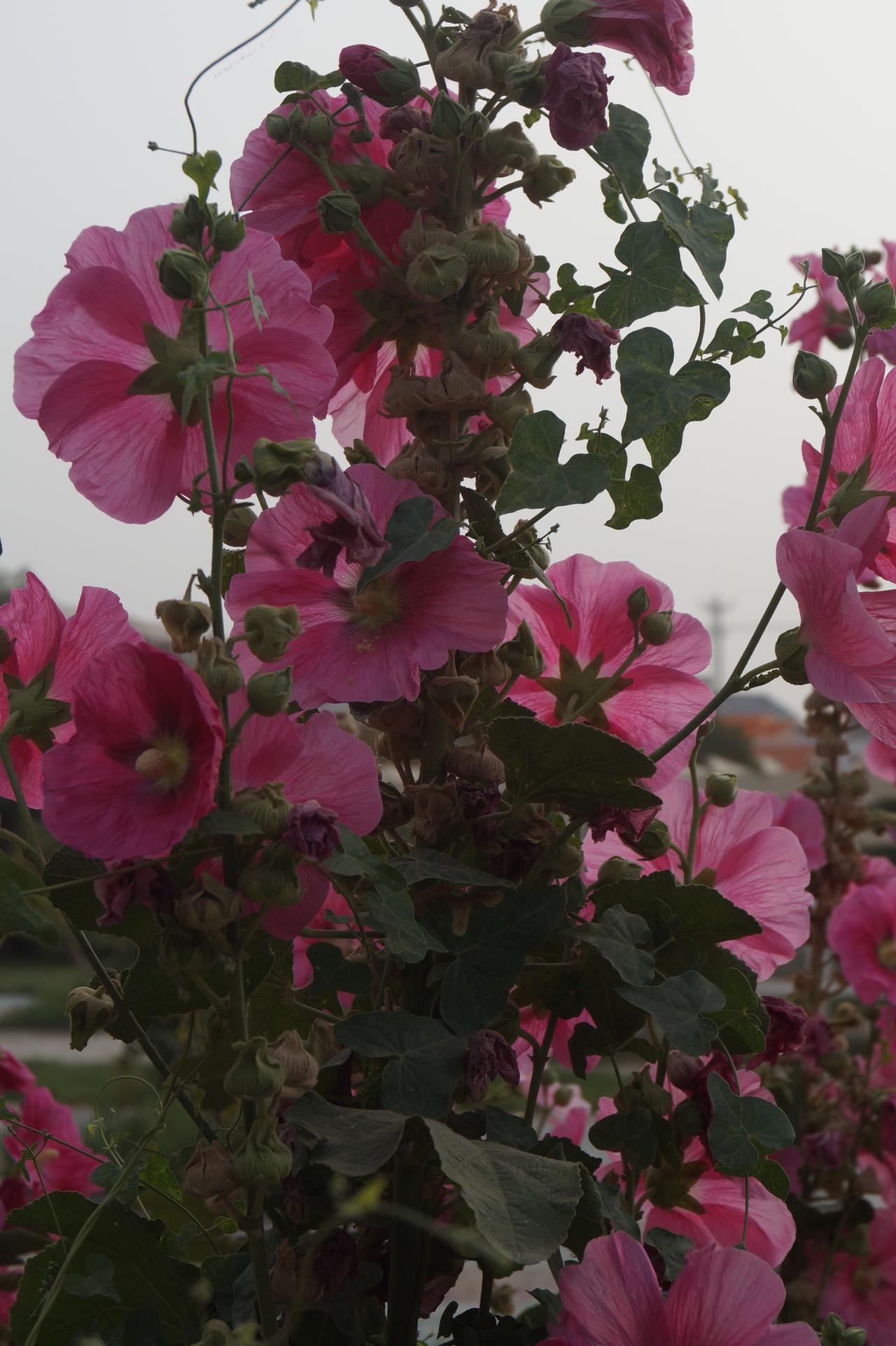相册里的花花草草