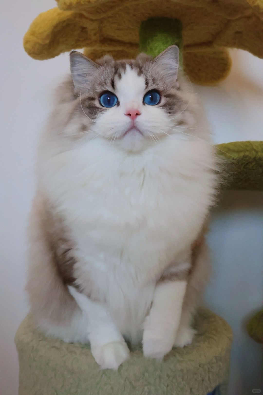 KERR布偶猫｜这就是梦中情猫的样子🥰