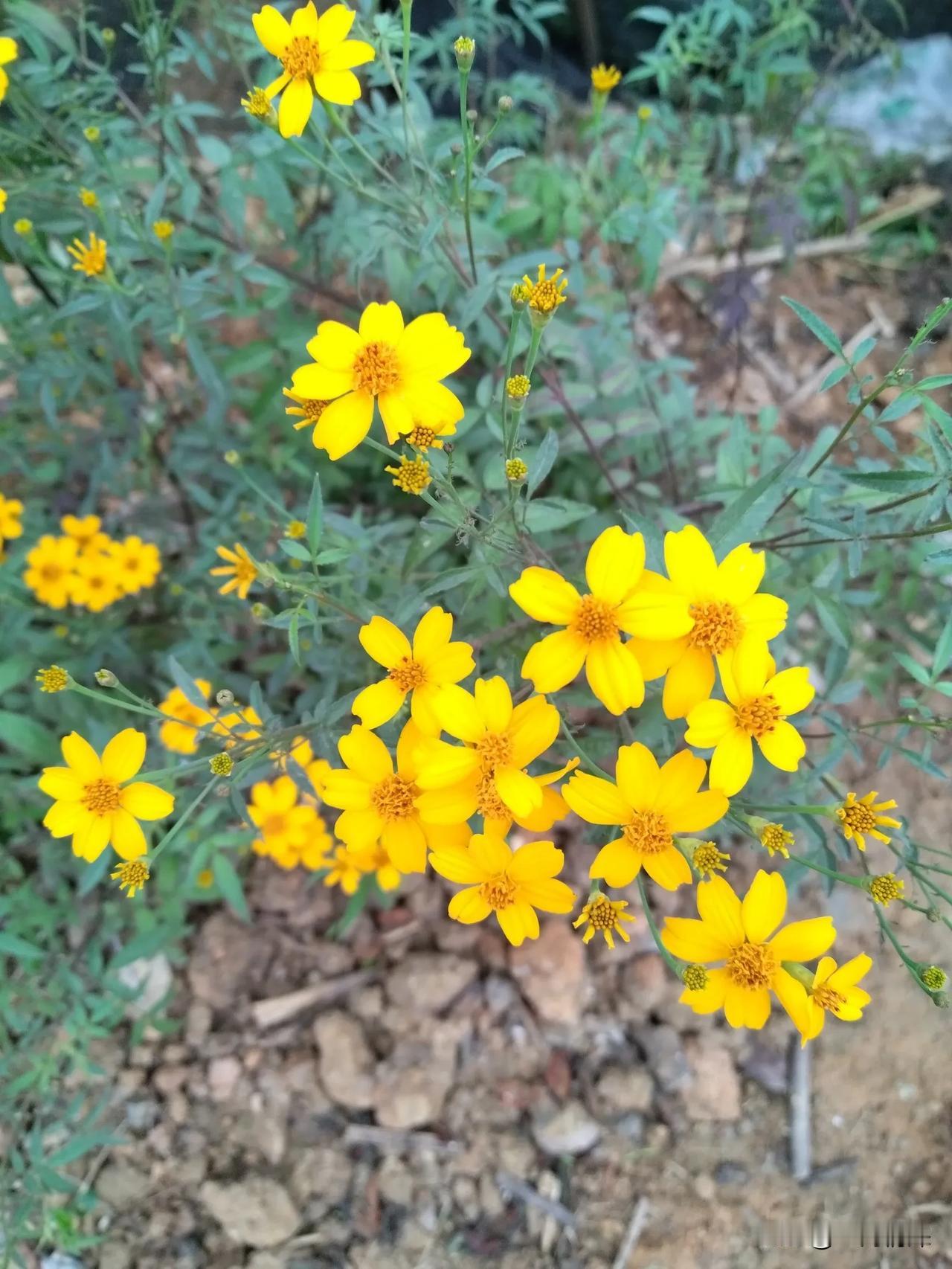 分享手机里的花花草草芳香万寿菊芳香万寿菊