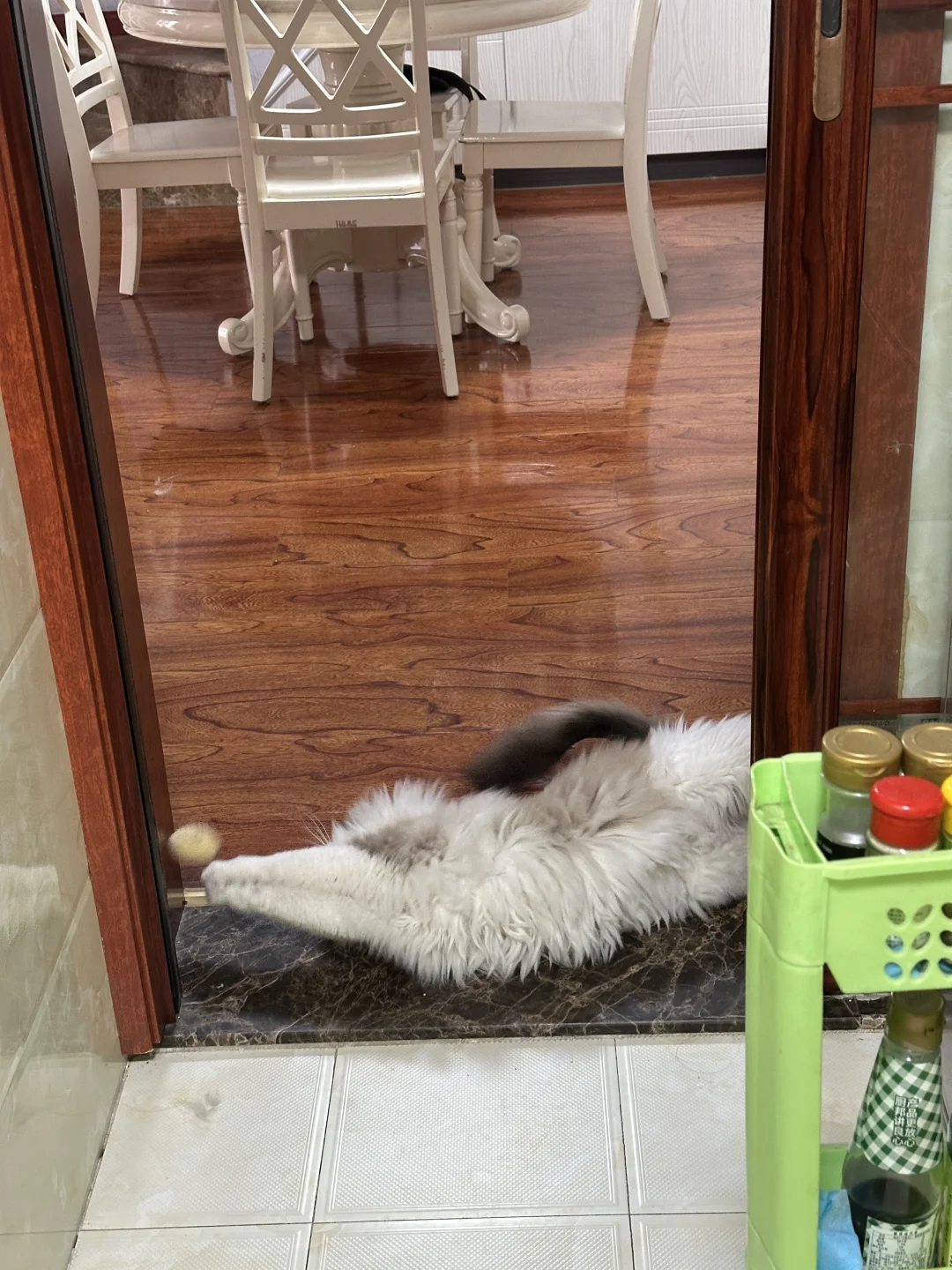 我就说小猫会游泳吧