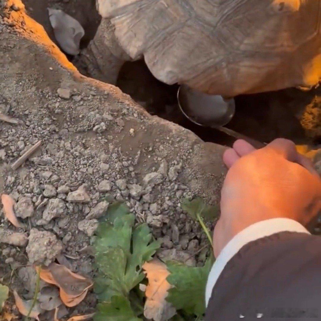 #解锁一项收蛋新技能了# 学会了收蛋，感觉自己又多了一项新技能，生活处处有惊喜！