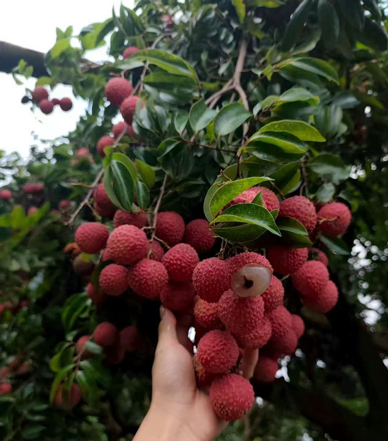 爱吃荔枝的人今年真要哭晕在厕所！
中晚熟荔枝品种进入了花期。记者走访广东广州增城