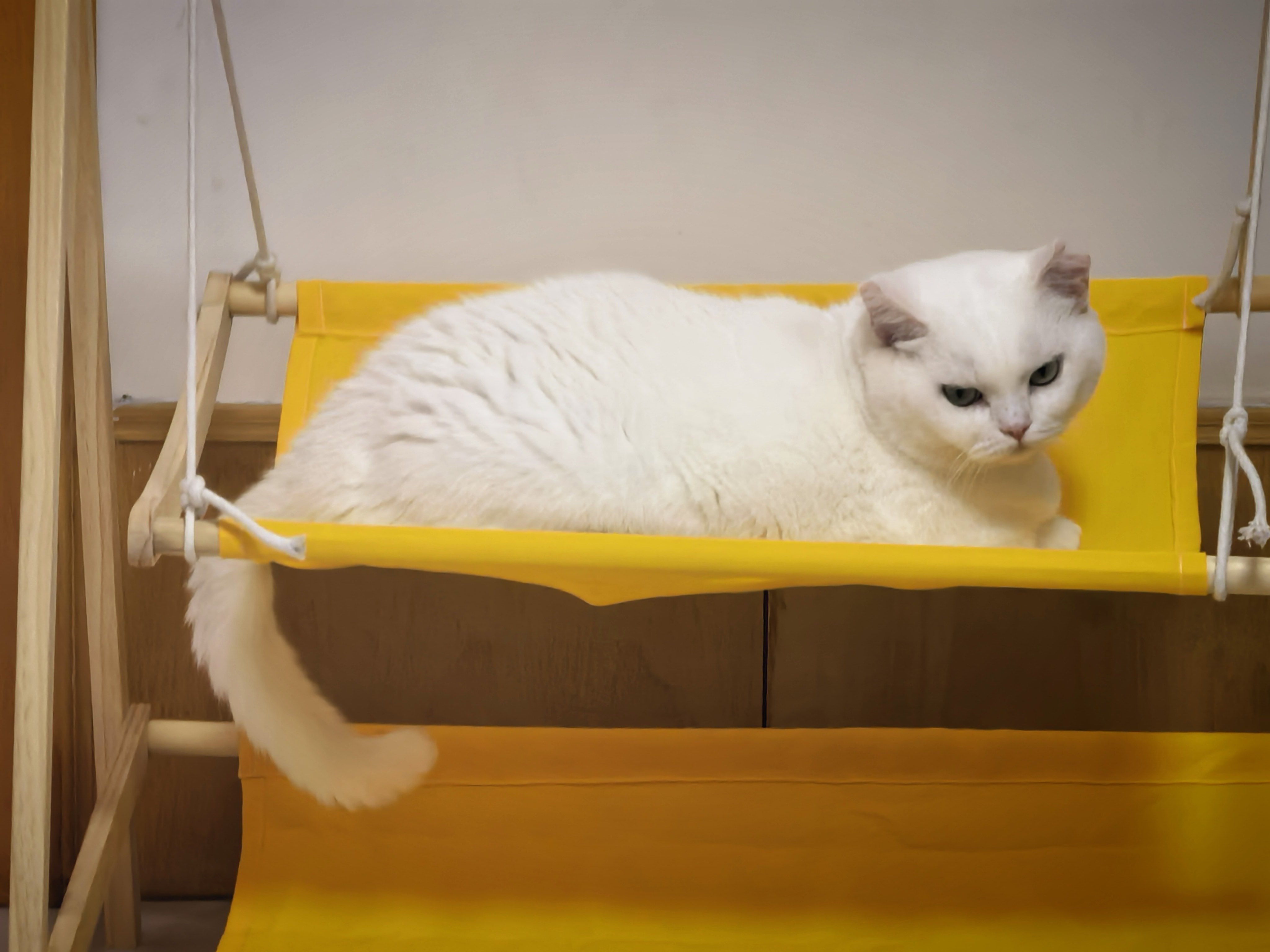 自从家里人捡了四只猫之后所有花销都×了4…重度猫毛过敏每天回家过敏药当糖豆磕抗敏