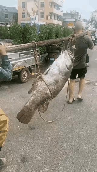 男子到水库钓了条大鱼，随后叫人帮忙抬回家，从水库到家里，整整走了五公里。你这是在