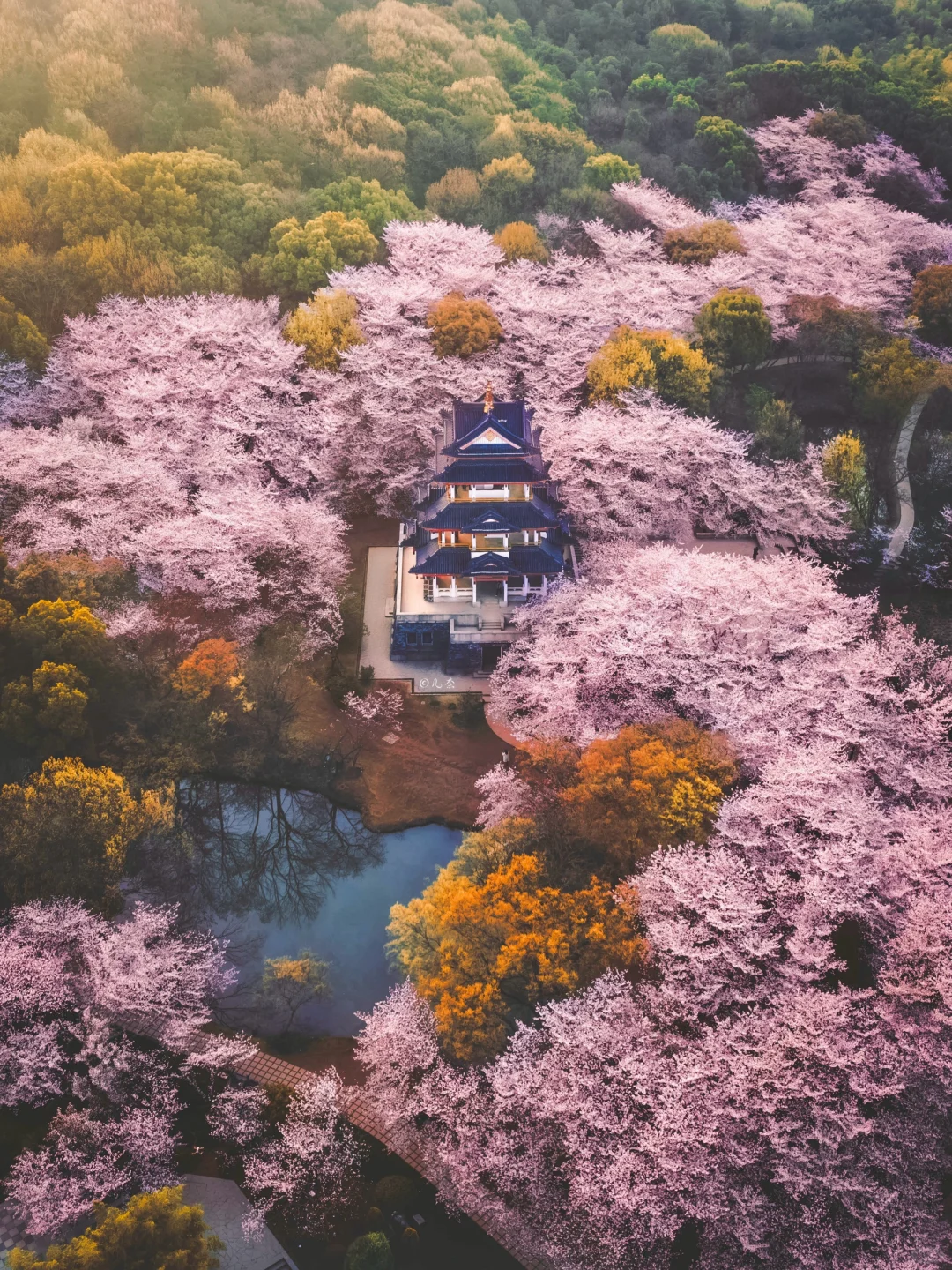不用去日本，江浙沪也有世界级赏樱拍照地🌸