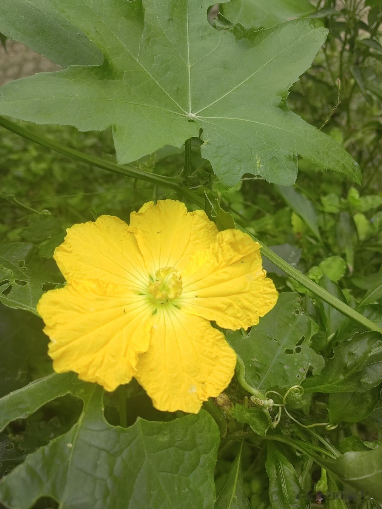 生机勃勃的黄色花朵，绽放在翠绿的叶丛中，自然之美尽收眼底。