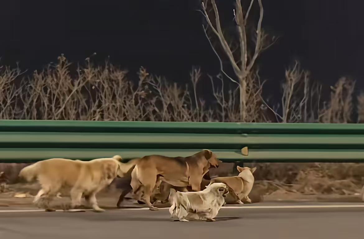 看完这段视频我直接破防，

最戳心的就是柯基大胖，

一步三回头的样子，比很多人